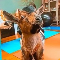 Goats, Yoga and Fun