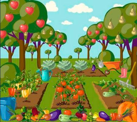 Vegetable garden