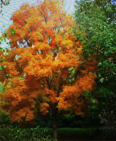 What's in My Backyard: Tree ID